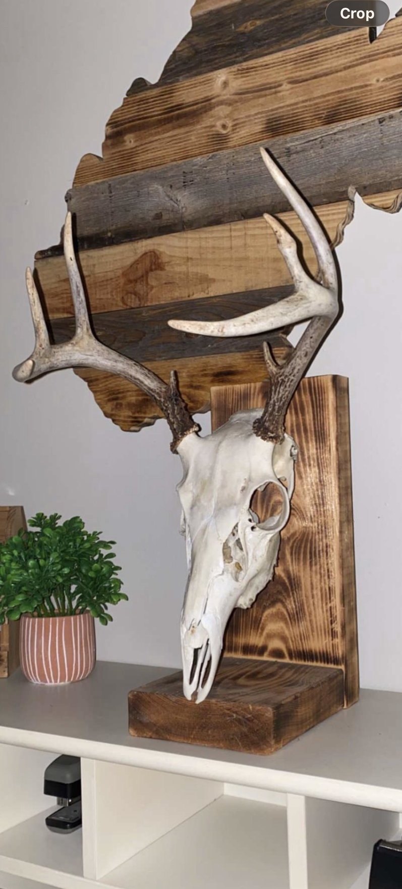 Whitetail European mount on a custom burnt-wood stand