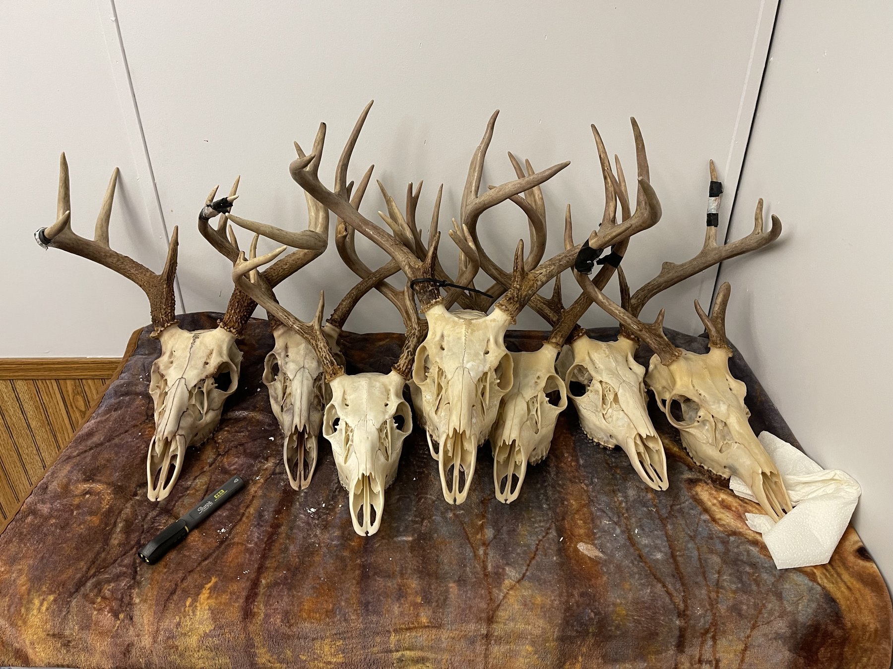 Row of European mounts ready for degreasing
