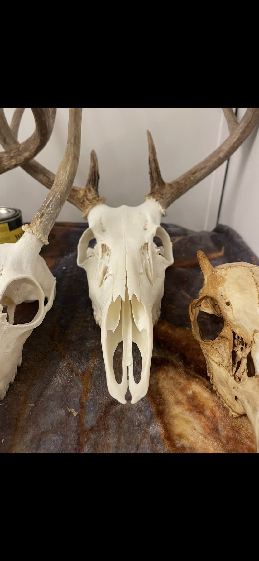 Close-up of cleaned European mount skulls
